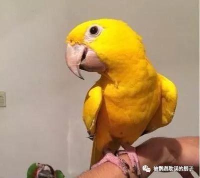 金太阳鹦鹉有5种之多 看看你认识几种 腾讯新闻