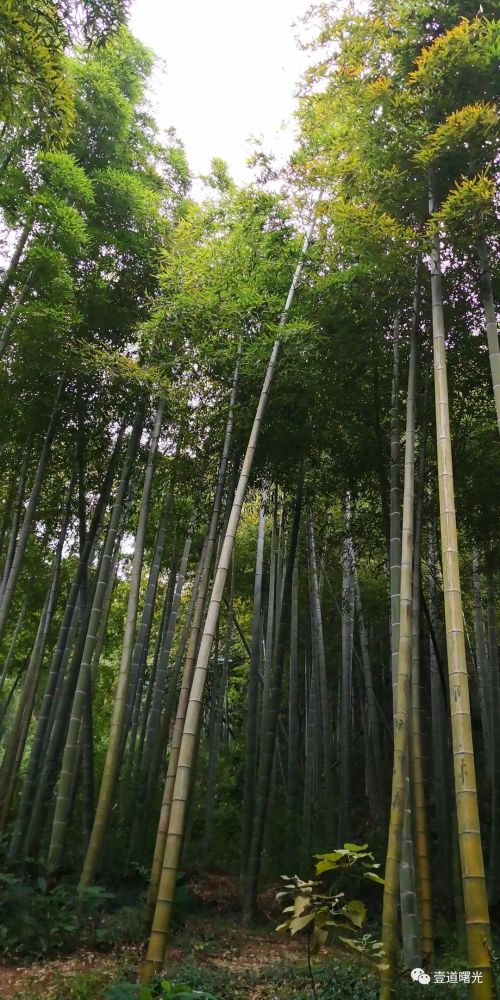 唐天寶十四年(755),安祿山反叛,陸羽離故鄉湖北天門縣到湖州杼山妙喜