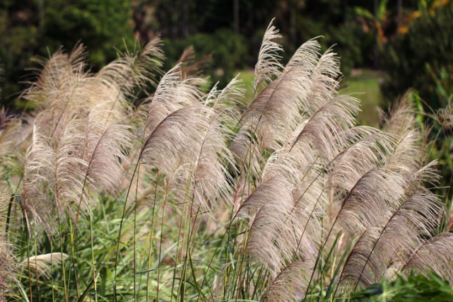 菅芒河洛语如此称呼茅草