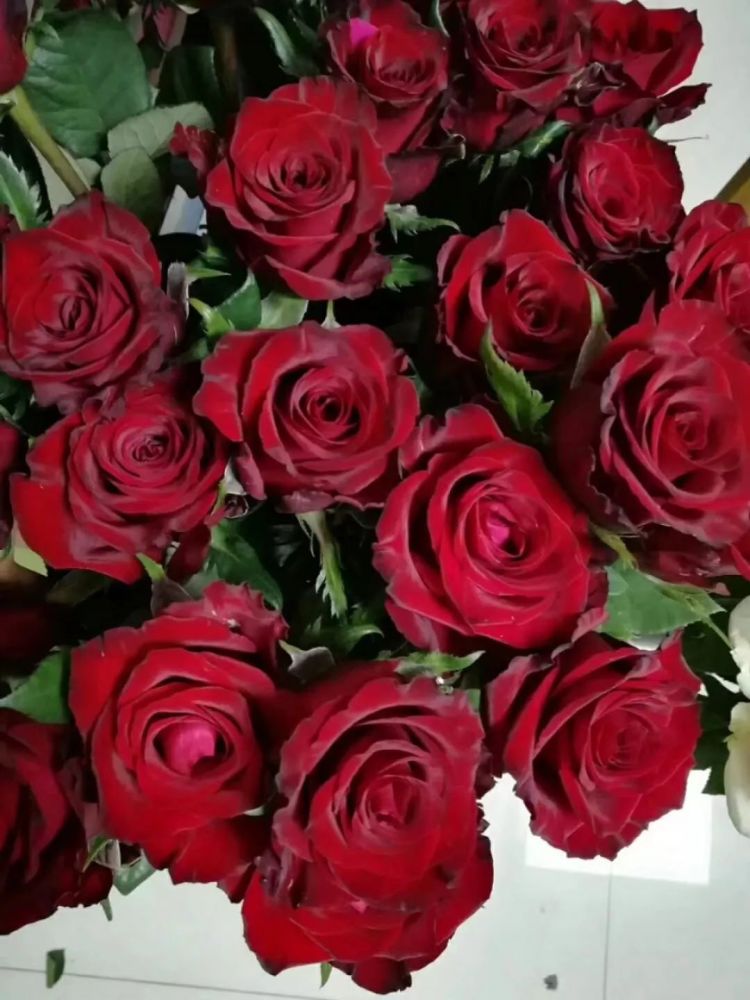 玫瑰花品种(玫瑰花品种名字大全)