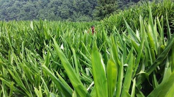 最近,一种叫阳荷的特殊蔬菜在市场上很受关注,据说人工种植后管理技术