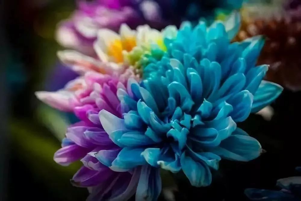 美 太原这些地方出现神秘菊花 一朵呈现七彩色 腾讯新闻