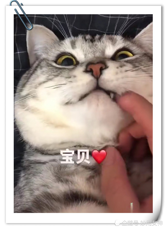 怎么证明 你的猫 眼里 只有你 腾讯新闻