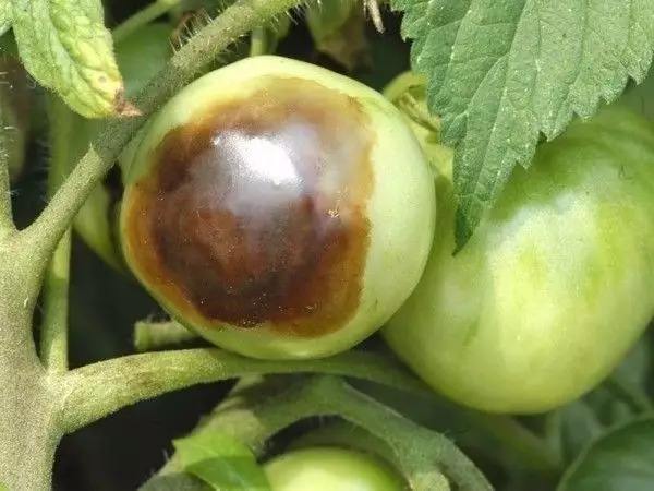 如何防治大棚番茄烂果病?
