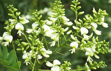 没想到大豆 葛藤 花生 槐树居然是同属一科 形态差别咋这么大 腾讯新闻