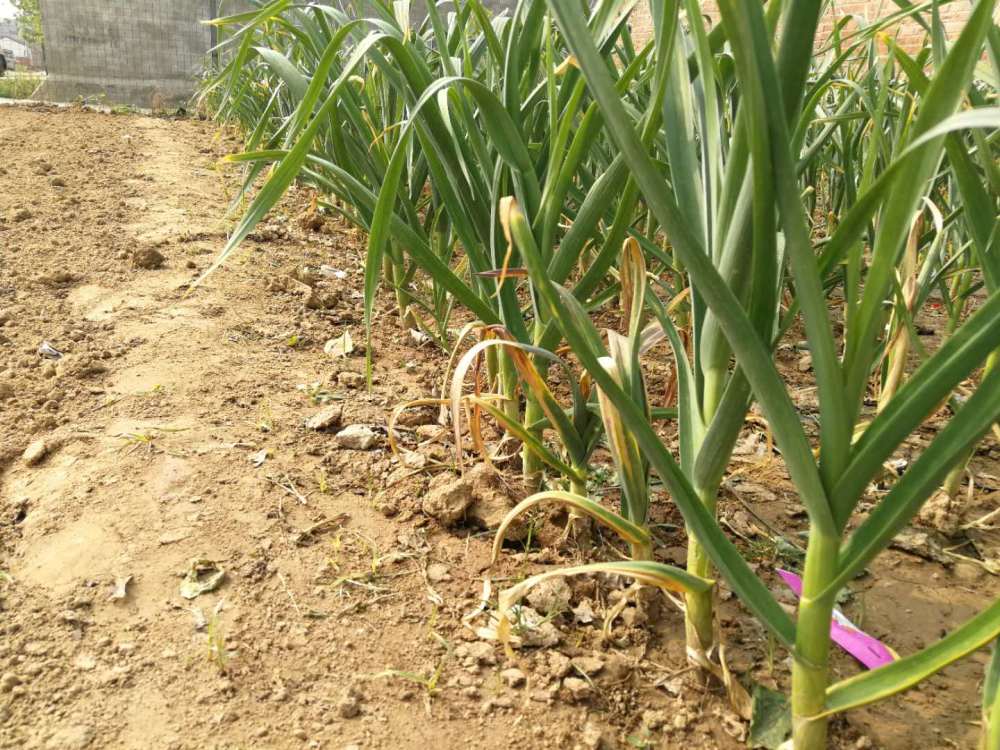 种大蒜前怎么除草视频(大蒜种植地里怎样除草?)