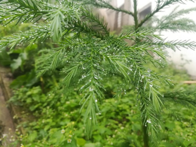 风雨洗礼,花开待谁?
