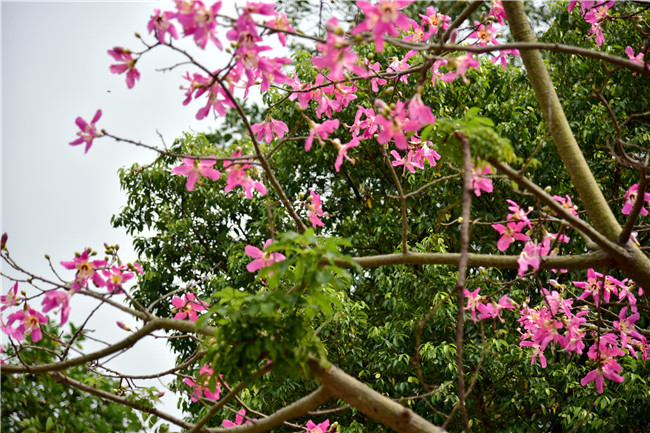 南丹山樱花图片