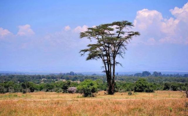 人生哲理小故事:时光里的母亲树