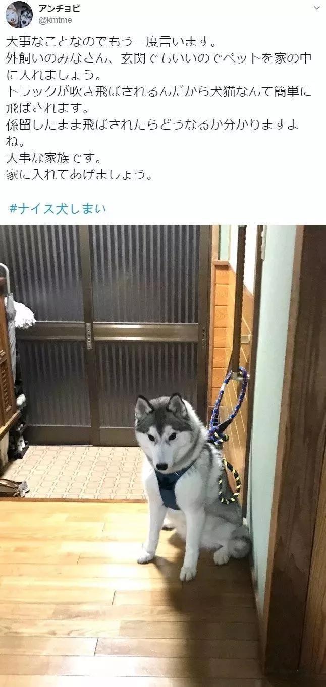 日本台风 不少人家门口出现了寻求庇护的小猫咪 腾讯新闻