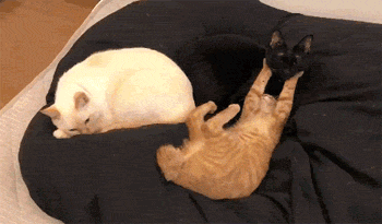 推主看到橘猫双手举高高,以为它在睡觉