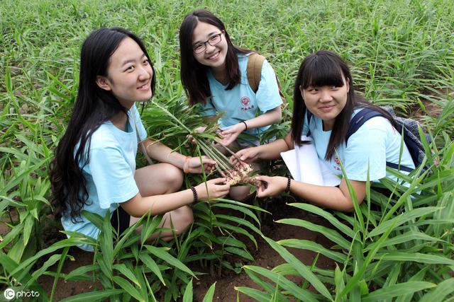 反季节生姜是怎么种植出来的 答案在这里 尽量少吃反季节蔬菜 腾讯新闻