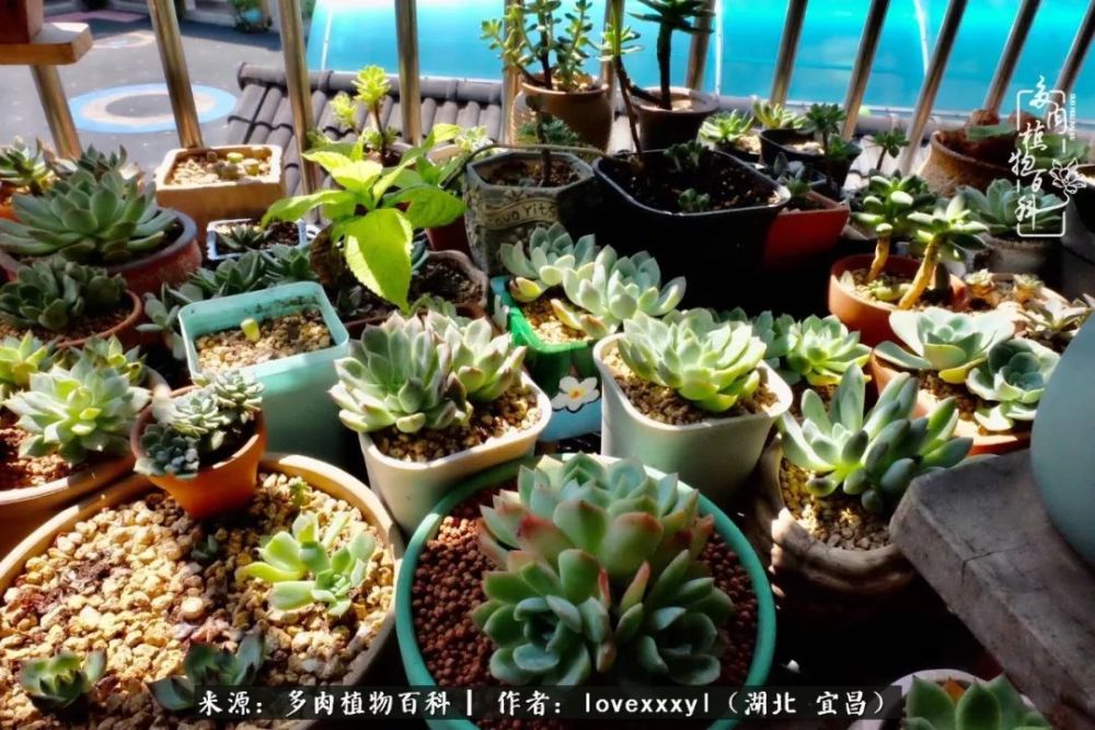 记录每颗多肉的成长故事 等秋来 你们会变得更美好 腾讯新闻