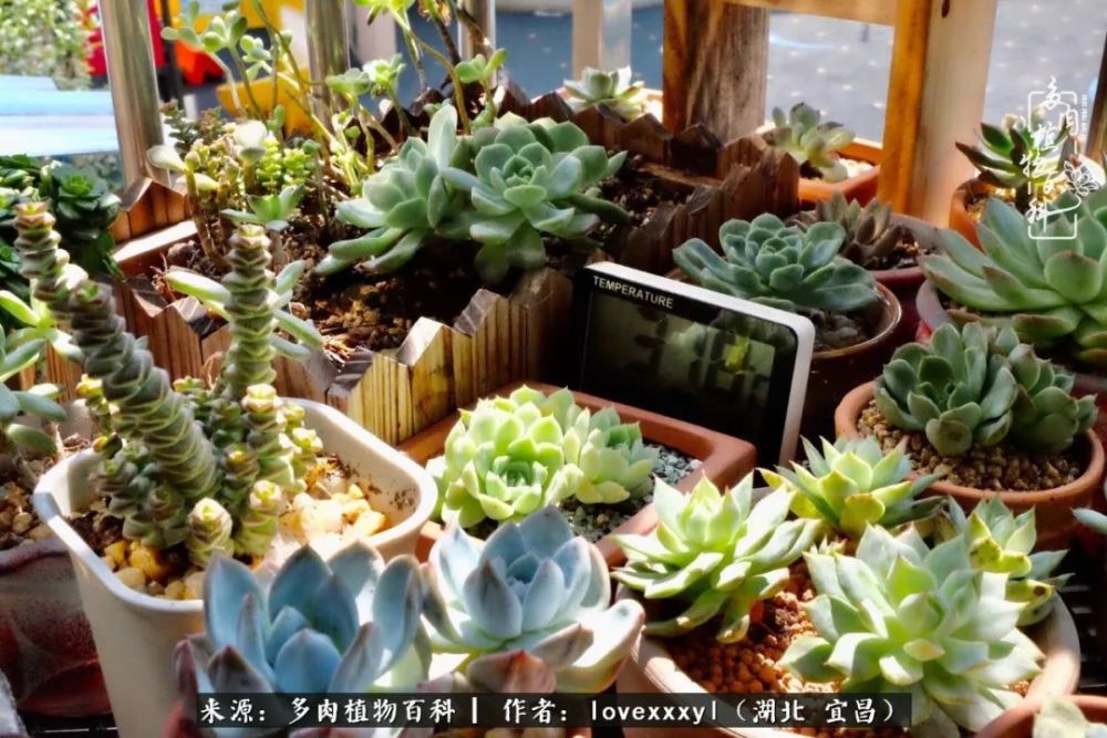 记录每颗多肉的成长故事 等秋来 你们会变得更美好 腾讯新闻