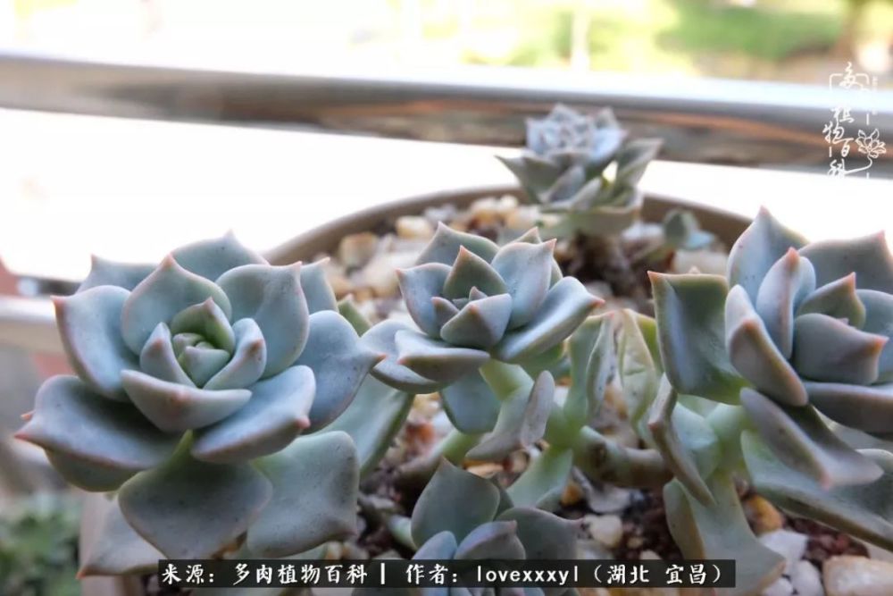 记录每颗多肉的成长故事 等秋来 你们会变得更美好 腾讯新闻