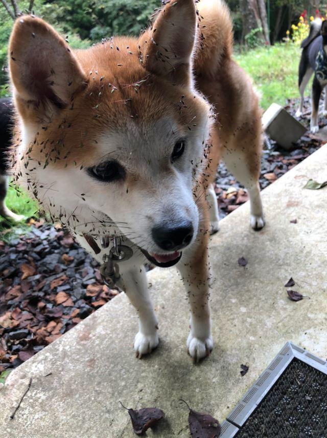 狗狗一头扎进草丛,还露出超灿烂笑容,主人:你还笑得出来