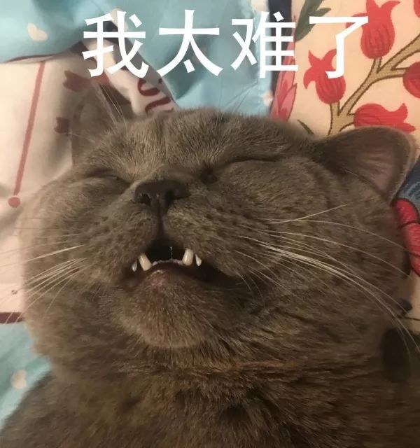 五只母喵,这还是在监控范围内,这位猫生赢家一副感觉身体被掏空的表情