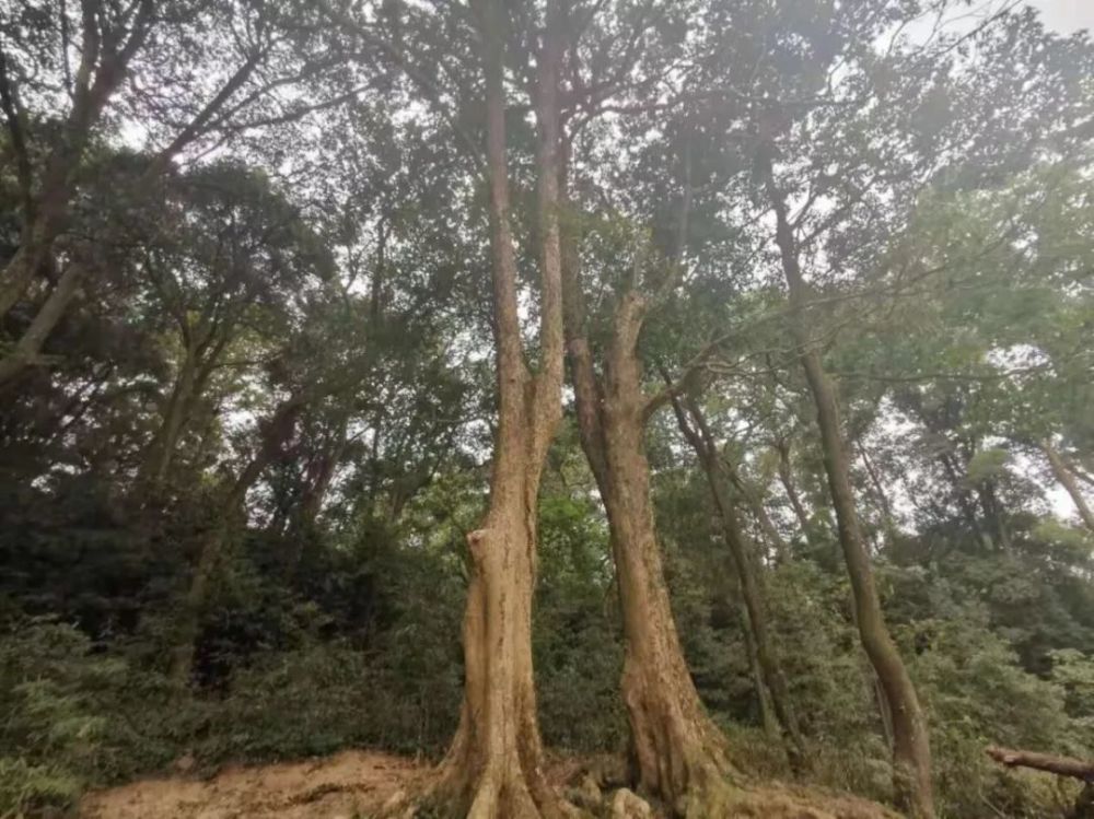 花桥乡白市村发现野生楠木群 腾讯新闻