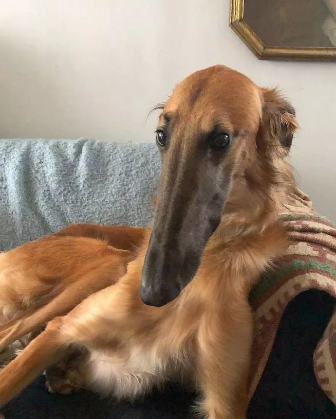 这只脸比柯基腿都长的狗砸,需要你认识一下!