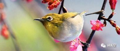 宠物鸟排行_好莱坞3d电影排行榜(推荐7部好看的美国3d动画电影)