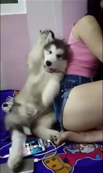 狗狗一直粘着女主人 还做出这样的动作 让一旁的男主人很是尴尬 腾讯新闻