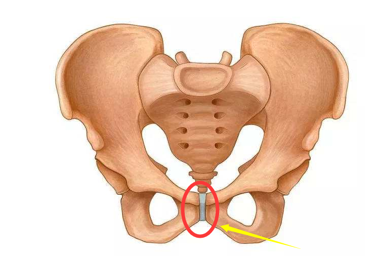 耻骨在什么位置图片