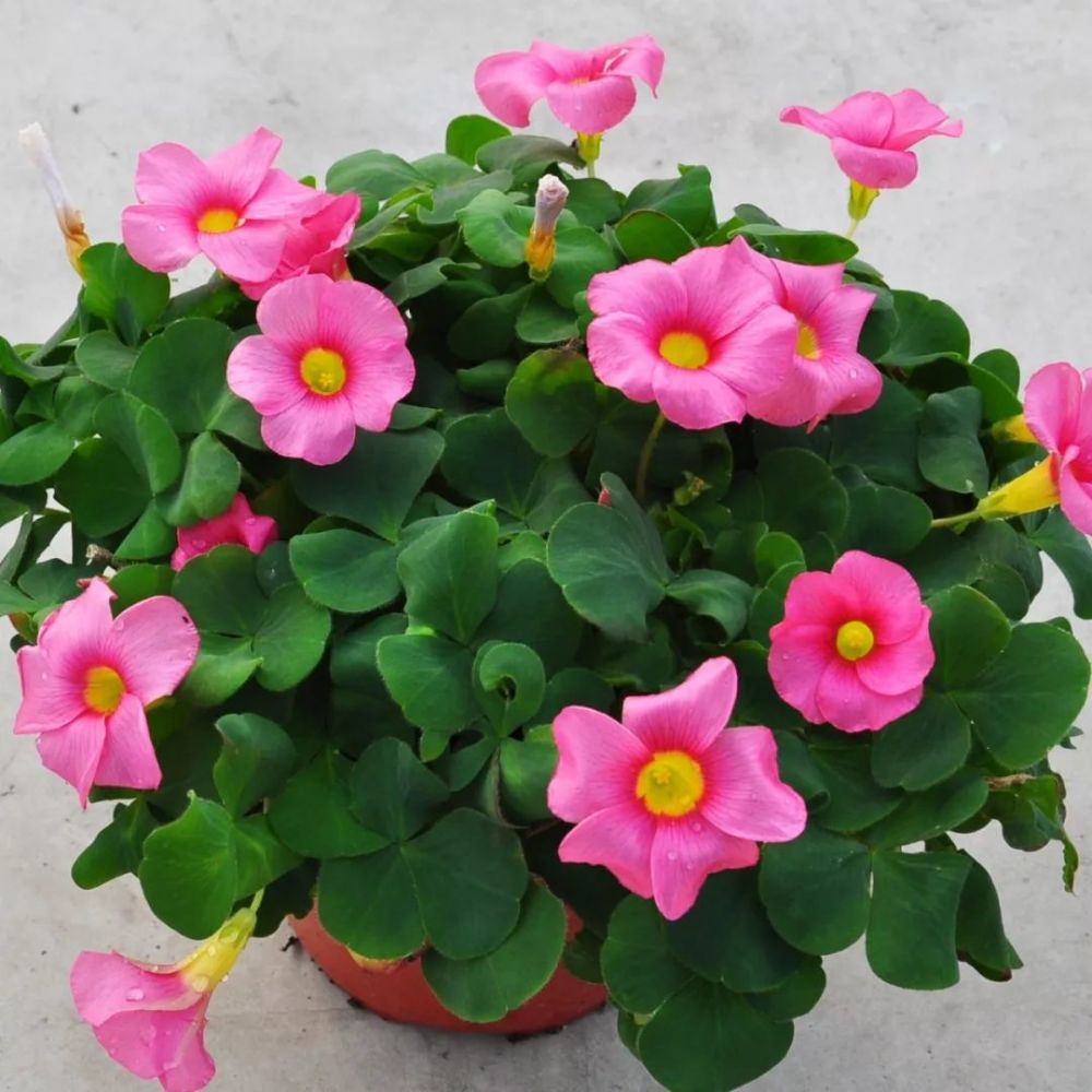 bp·花卉 | 每周一花:大花酢浆草