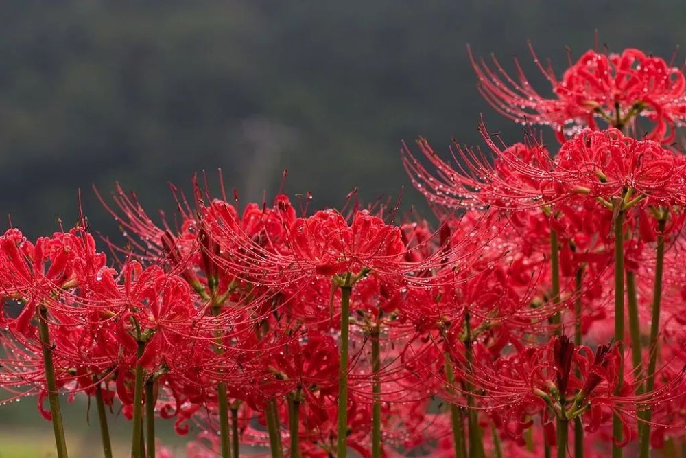大家好我叫曼殊沙华 又叫村头石蒜头 腾讯新闻