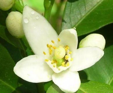 你不一定见过的水果花 橙子也开花 绝代有佳人 幽居在深谷 腾讯新闻