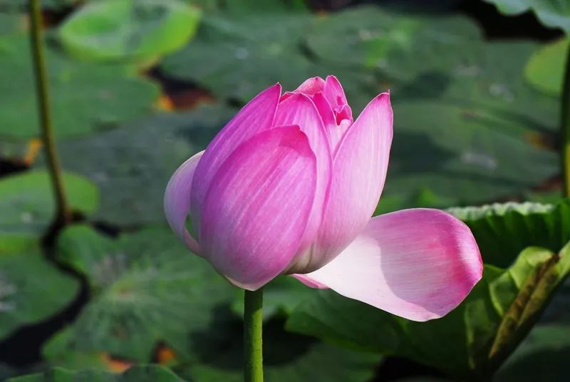 芙蓉花开 一天之内竟会变三个颜色 腾讯新闻