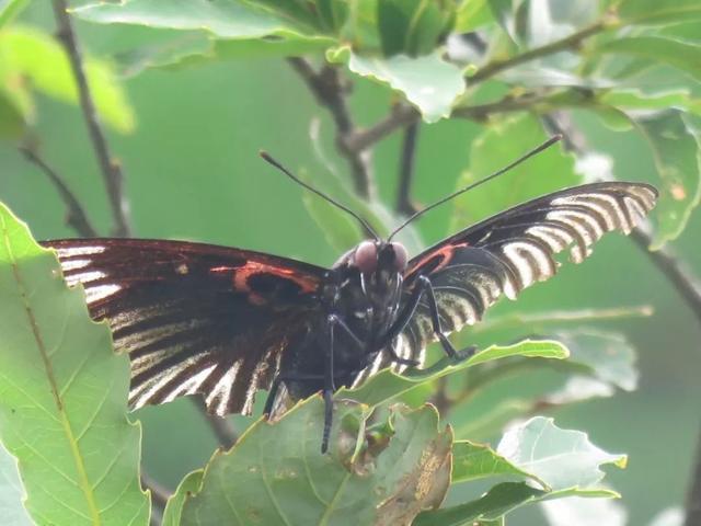 里也没有安徽的分布斐豹蛱蝶(雄性)斐豹蛱蝶(雄性)小红蛱蝶矍眼蝶亮灰