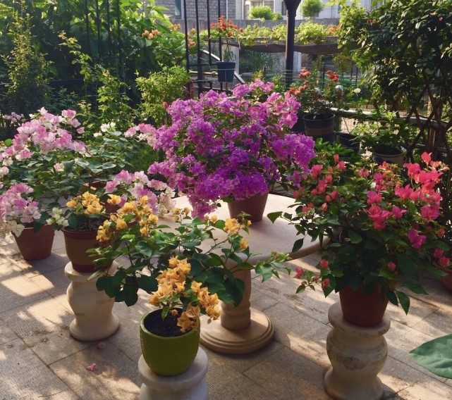 三角梅不开花 是公树母树的原因吗 虐待一番 开成 大花树 腾讯网