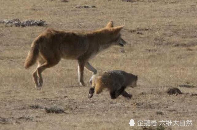 鼠类最害怕的"狼獾,美洲獾捣毁鼠洞,郊狼负责追捕!