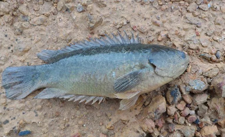 过山鲫水里太闷要经常上岸走走谁碰我谁受伤