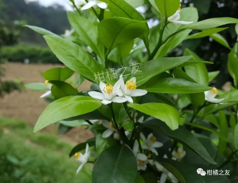 柑橘花芽分化实战经验 这样促花来年花多易保果 腾讯新闻