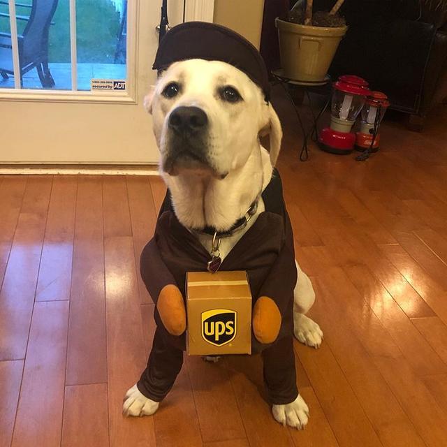 可爱的宠物打扮,尤其是那只打扮成独角兽