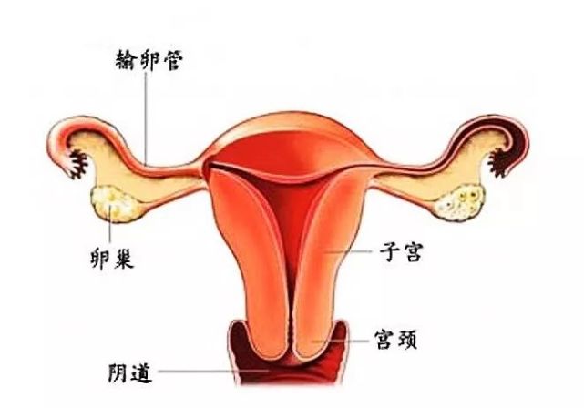 这是正常子宫的样子