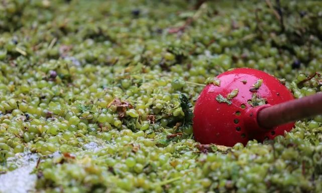 为什么红葡萄能酿红葡萄酒,也能酿白葡萄酒?