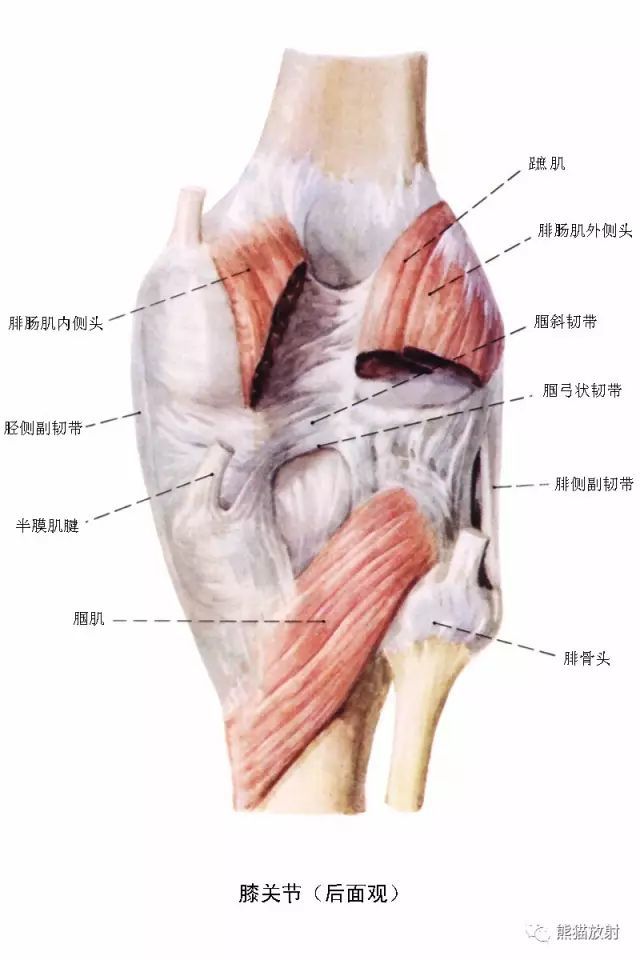 踝關節及足解剖文中圖片可點擊後放大查看mr斷面解剖矢 狀1 拇長屈肌