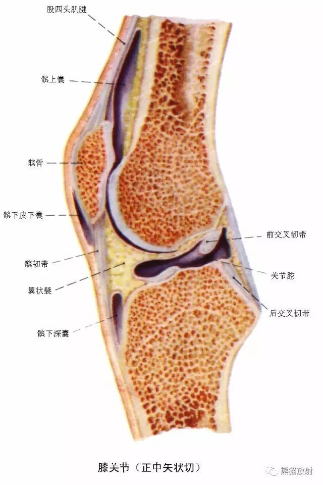 矢狀mri解剖各類示意圖(便於理解)關於膝關節滑膜囊關於膝關節骨病踝