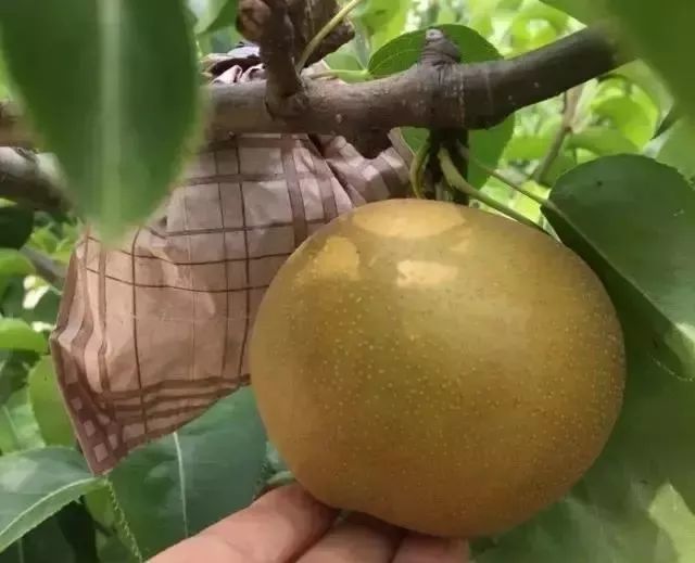 最全梨子产地品种指南 水果人必备 腾讯新闻