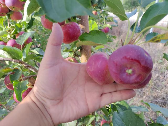 很多人还不知道 京西有个 百花山下第一村 简直美的不行 腾讯新闻