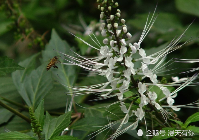 猫须草