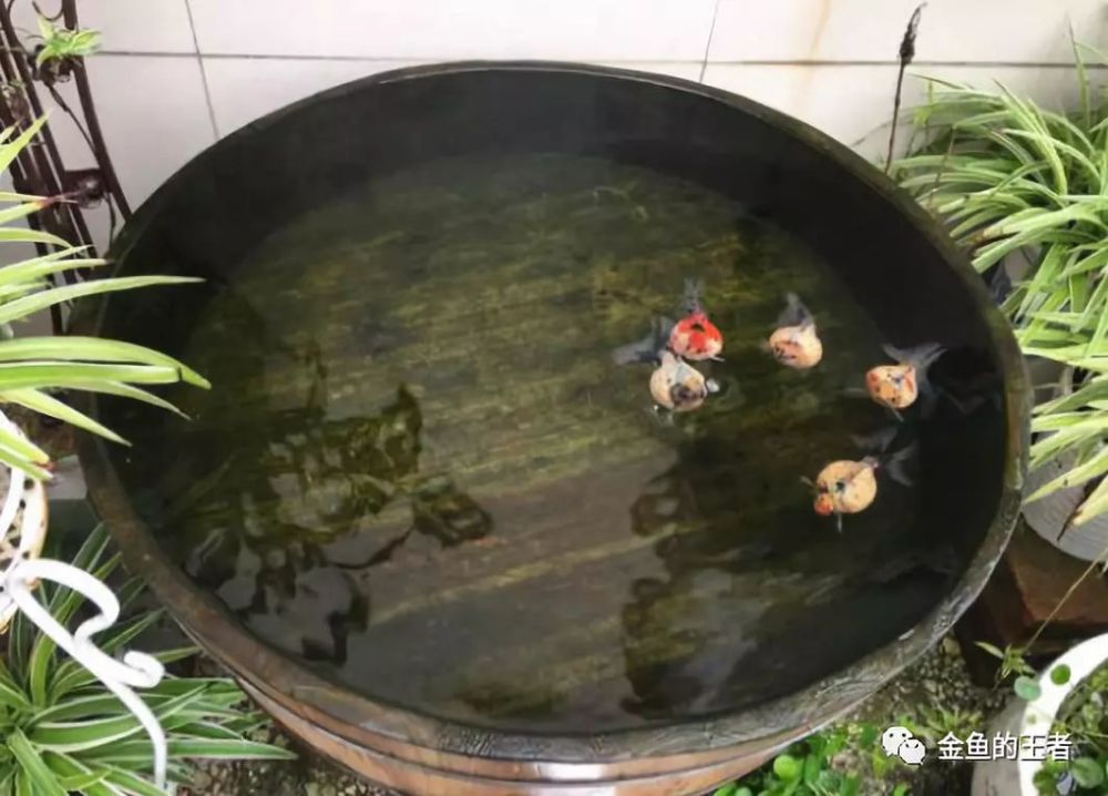 古法养鱼不等于懒人养鱼 再谈古法养鱼的要点 腾讯新闻
