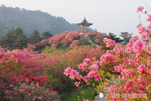 李白遇赦归来看见敬亭山杜鹃花开联想到蜀国子规鸟不觉乡思入骨