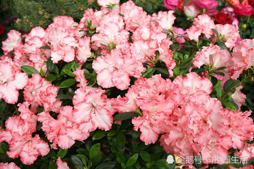 李白遇赦归来看见敬亭山杜鹃花开联想到蜀国子规鸟不觉乡思入骨