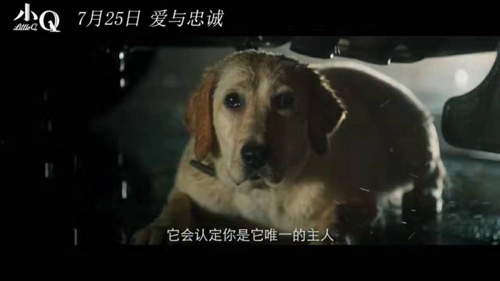 善待它们 温暖你 关于研究生虐狗事件 腾讯新闻