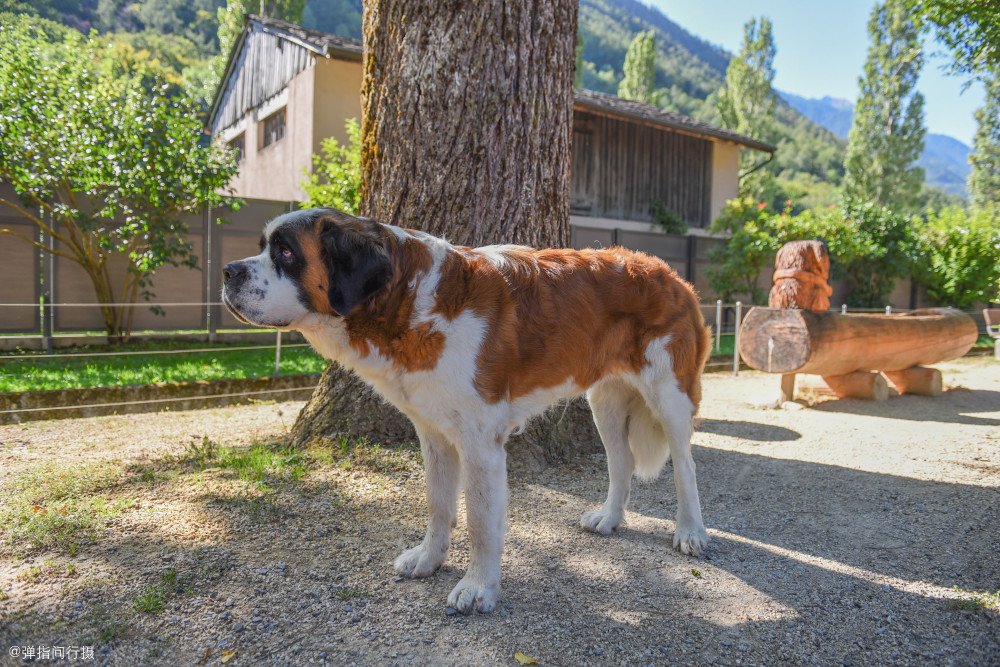 瑞士國寶聖伯納犬是雪地救援好手有條狗曾救過41人的生命