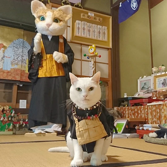 猫咪专属神社中 到处都是爱猫人士的欢乐 还有最可爱 主持 腾讯新闻