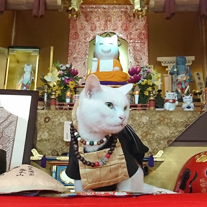 猫咪专属神社中 到处都是爱猫人士的欢乐 还有最可爱 主持 腾讯新闻